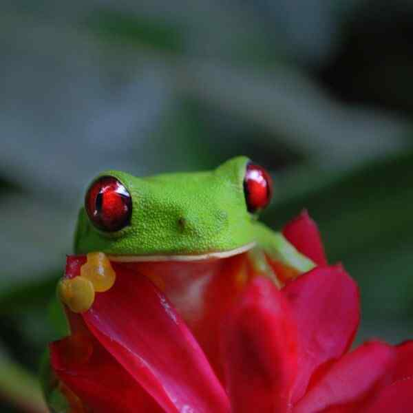 Picturesque Solo Costa Rica Tour
