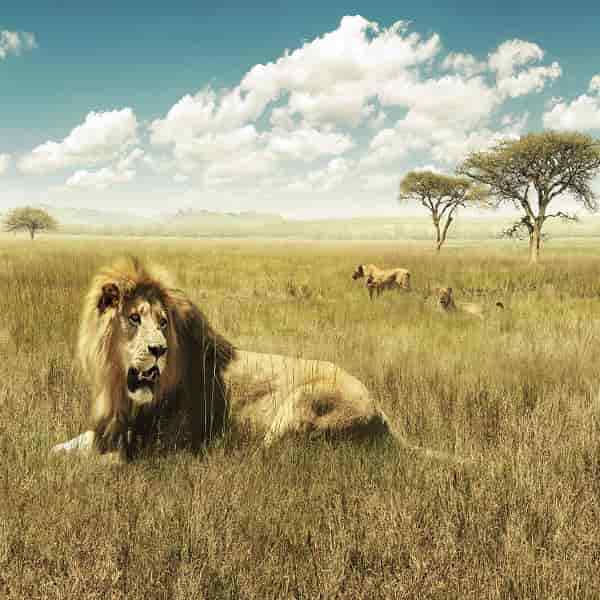 Super South Africa and Dubai