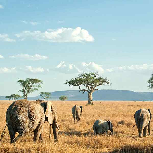 Essential Tanzania