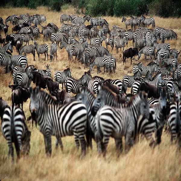 Amazing Kenya