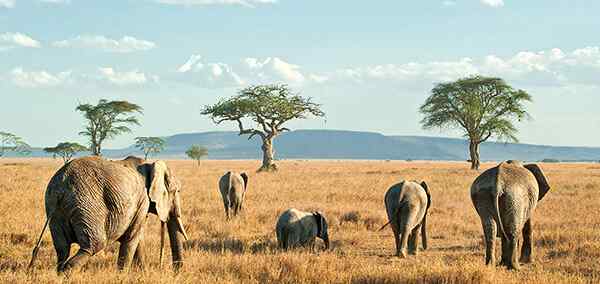 Essential Tanzania