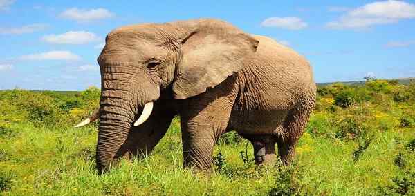 Captivating South Africa
